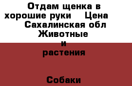 Отдам щенка в хорошие руки. › Цена ­ 1 - Сахалинская обл. Животные и растения » Собаки   . Сахалинская обл.